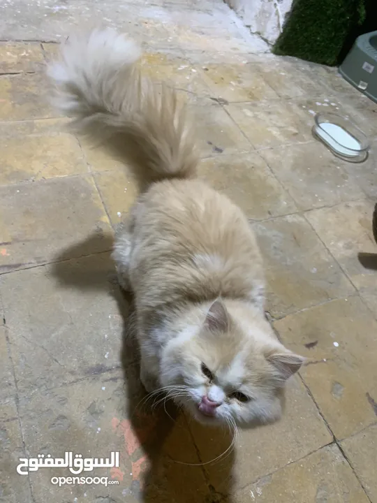 ‏قطة شيرازي فول العمر سنة