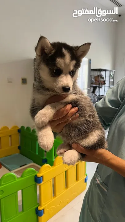 Teacup Pomsky puppies