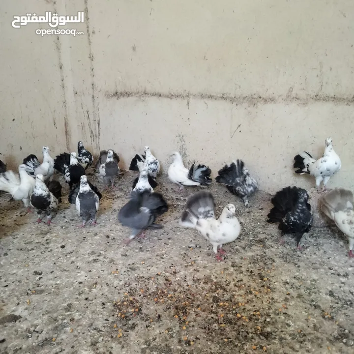 حمام للبيع
