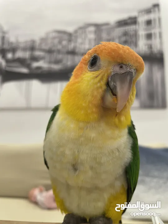 Male white bellied caique