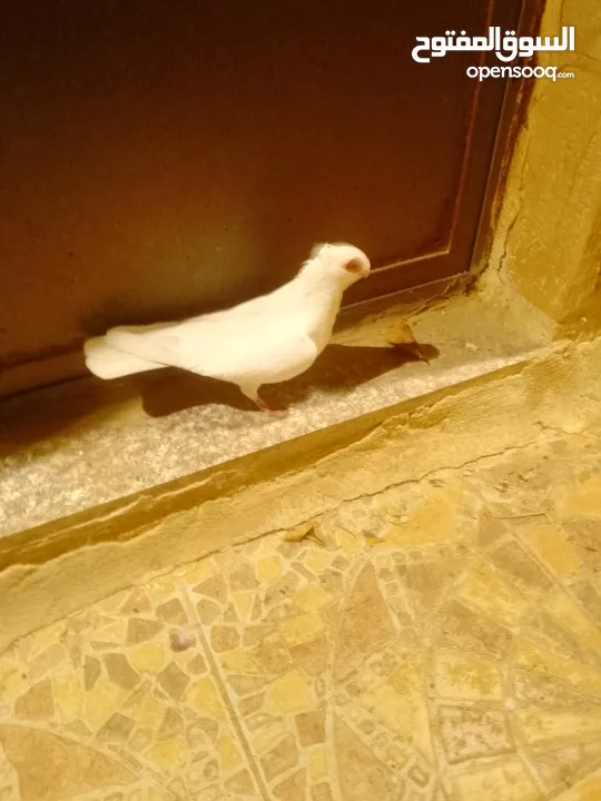 بولنديات نخب ولا غلطة