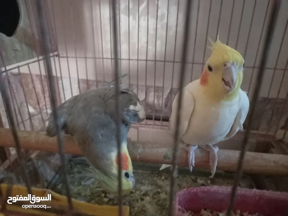 كوكتيل اليف