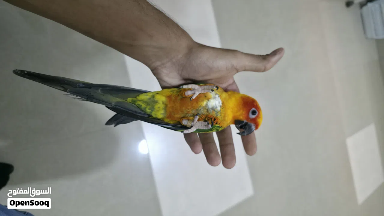 صن كنيور اليف جدا و لعوب للبيع لعدم التفرغ