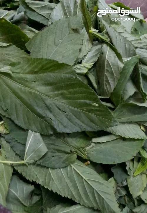 ملوخيه الرجاء او ناشفه مغسوله ومنقبه مفرومه ناعم او حسب طلب ملوخيه السنه هاي وصلت لحد بيتك