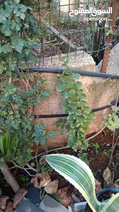 الواحة الخضراء  اعمال تقليم زراعة وعناية وترتيب حول المنزل