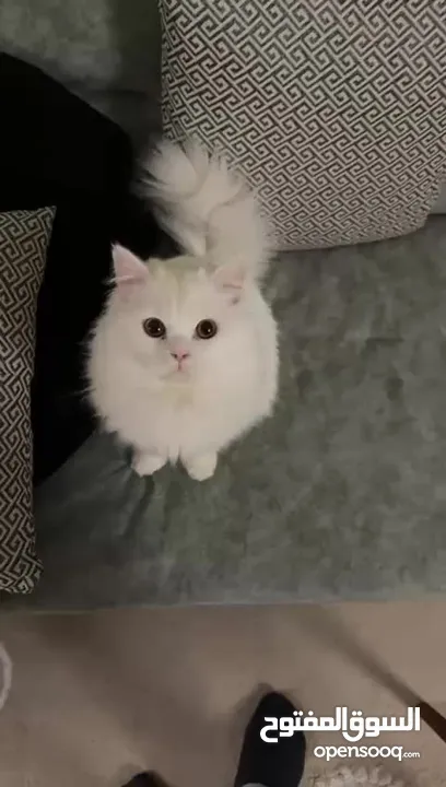 ذكر شيرازي معقم مع اغراضه و أكله