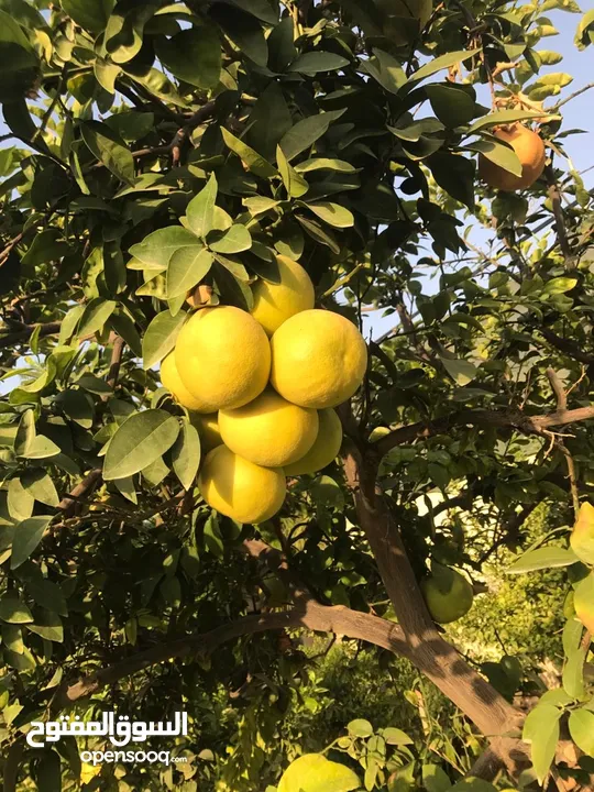 للبيع مزرعه مع بيت ريفي مع بركه سباحه