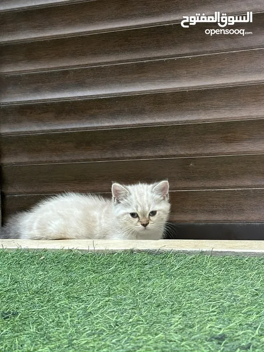 قطط سكوتش فولد وسكوتش ستريت للبيع اقرأ الوصف