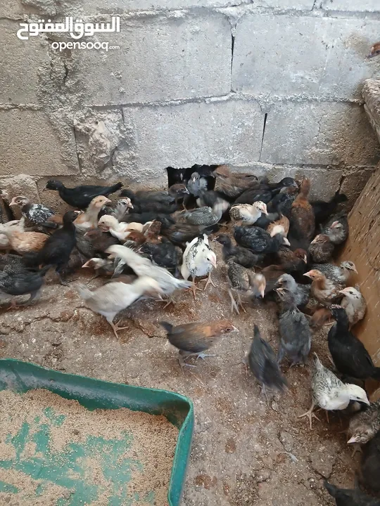 فرخات عمر شهر ونص مطعمات جاهزات سراحات صحه وعافيه ولله الحمد