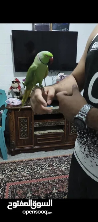 ببغاء دره ذكر مطوق فحل جاهز ايه في الجمال اليف جدا ما عندو عض هدد داخل البيت متكلم كوكو حبيبي مرحبا