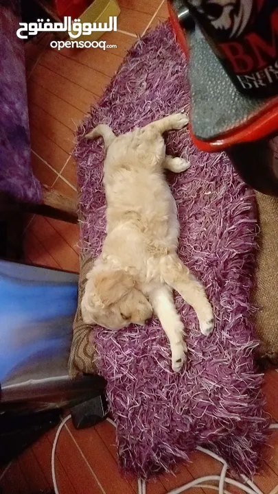 كلب عمر شهرين بيور