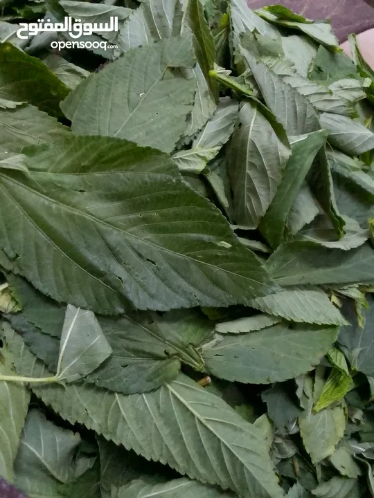 ملوخيه ورق وملوخيه ناشفه مفروكه وناعمه بدون عيدان مغسله ومنقبه وجاهزه لطبخ