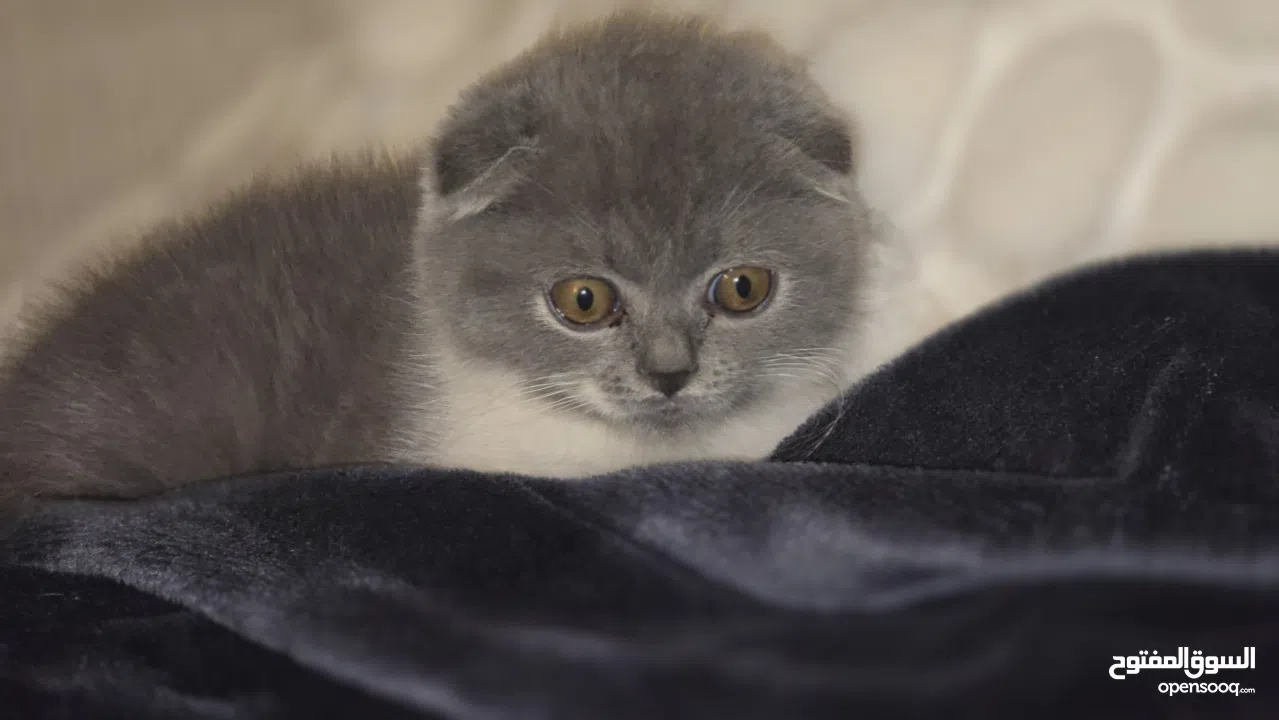 Scottish fold female kitten 3 month old