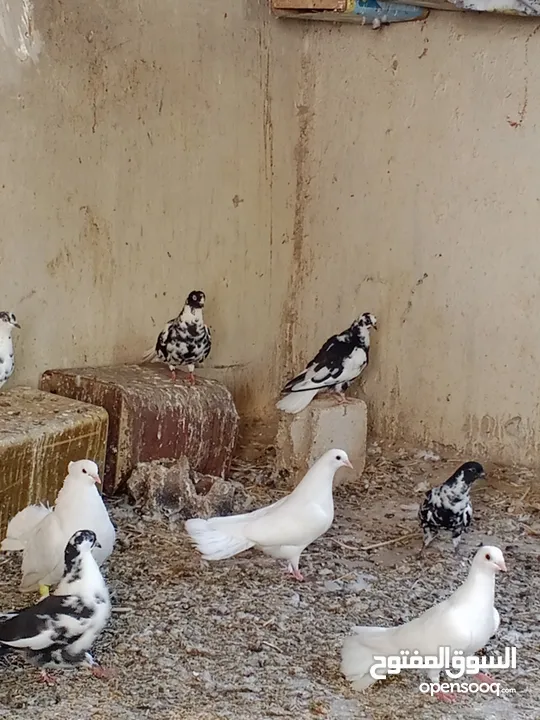 مطبعات سود وهنديات