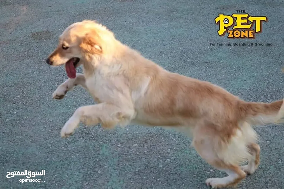 Train your dog