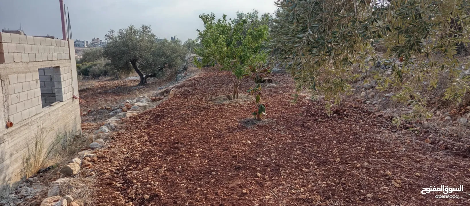 قطعة ارض مع بيت عظم للبيع