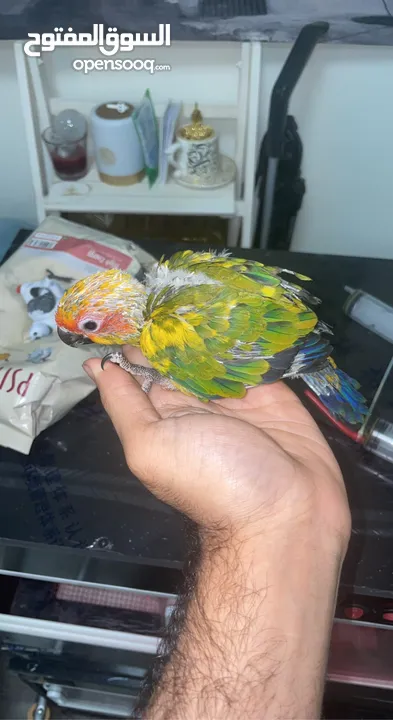 Sun conure