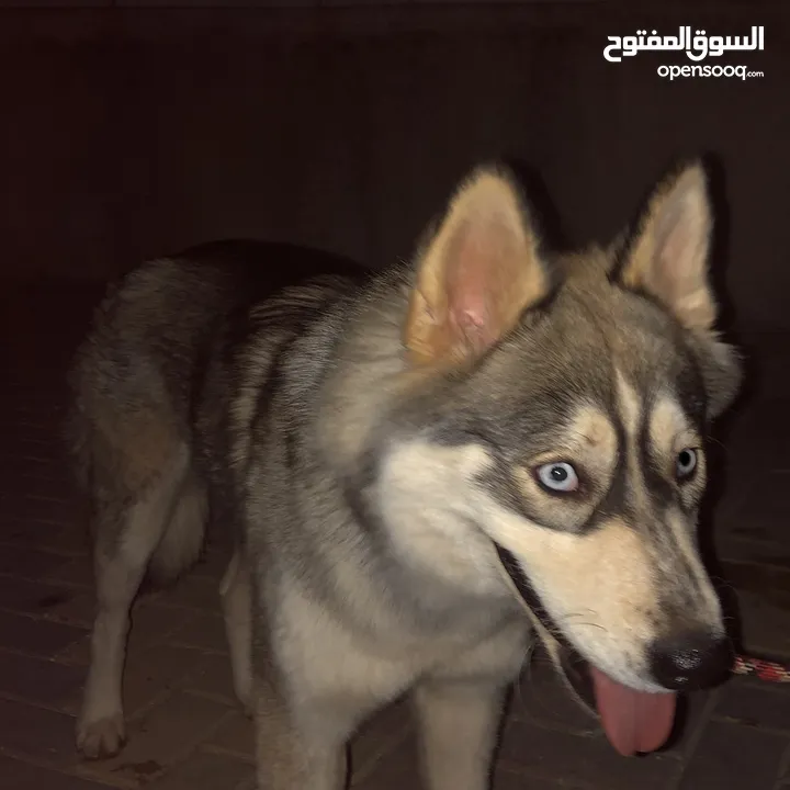 كلب هسكي الاسكا بسعر 2000