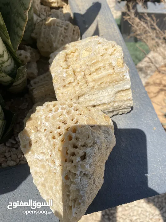 حجر مرجان ح