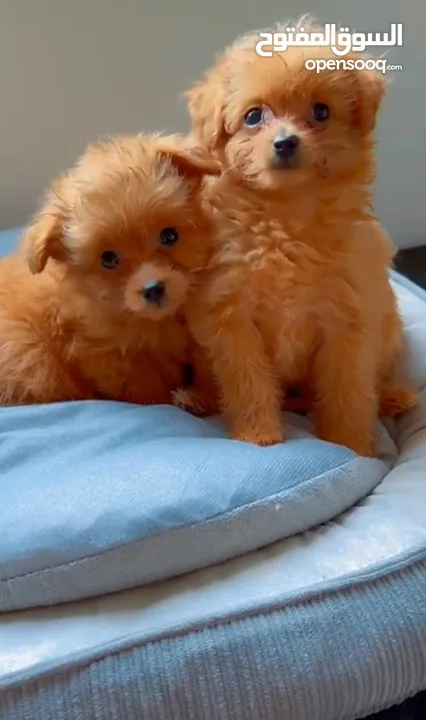 Toy poodle boys golden brown, . توي بودل ذكور العمر 3 أشهر بني ذهبي مطعمين