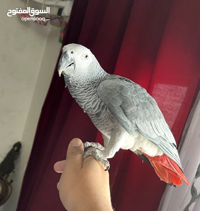 كاسكو كلام مفتوح البيع عل سمع