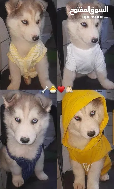 جرو هاسكي  للتبني عمر شهرين ونص مع اغراضه