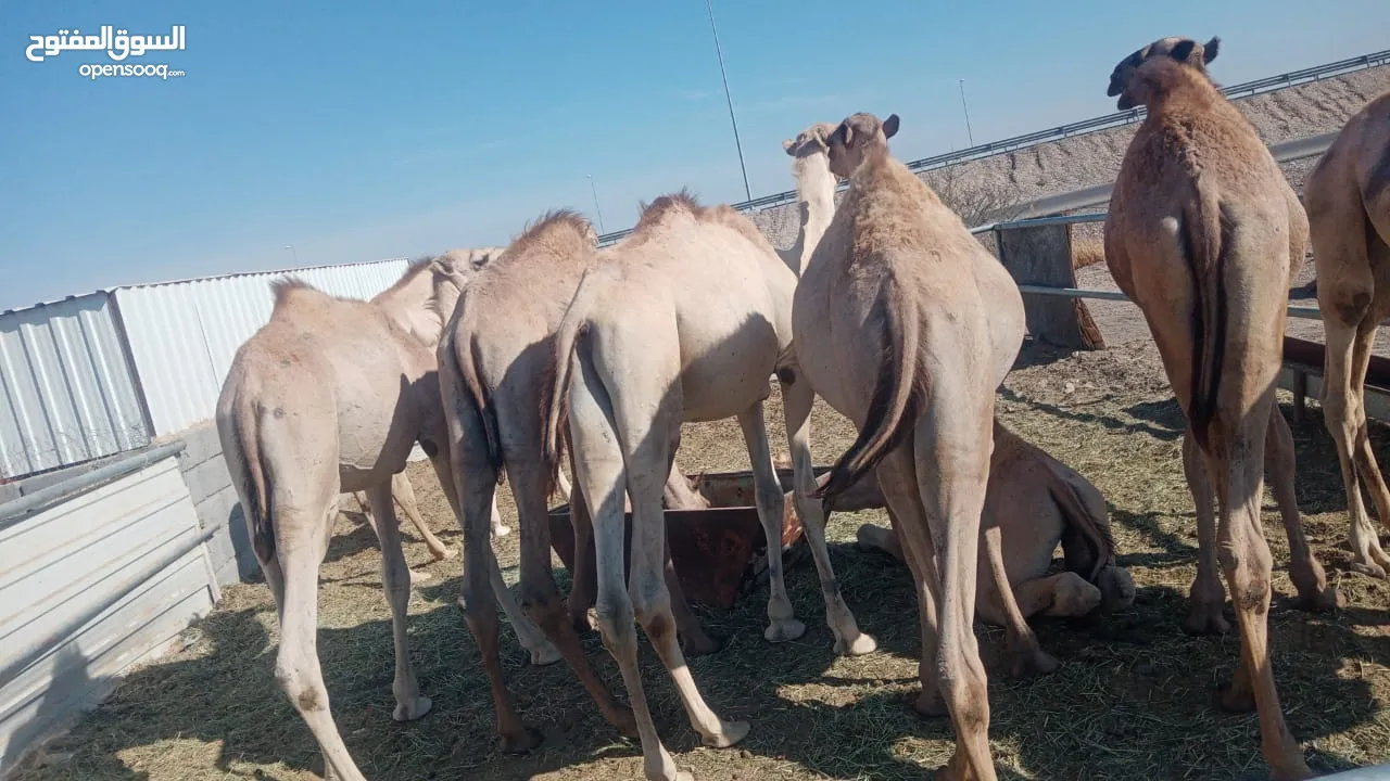 وصول دفعه جديدة من حشوان الجنوب فرصه للمشتري