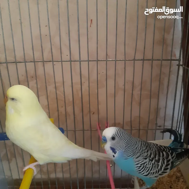 طيور حب للبيع سعر الجوز 15دينار مع قفص والمعالفه وبياضاه . طيور حب انجليزي