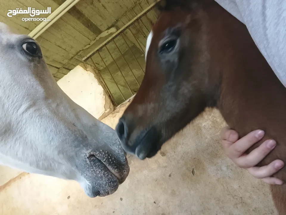 مهر عربي اصيل مع اوراق مواليد شهر 4/2025