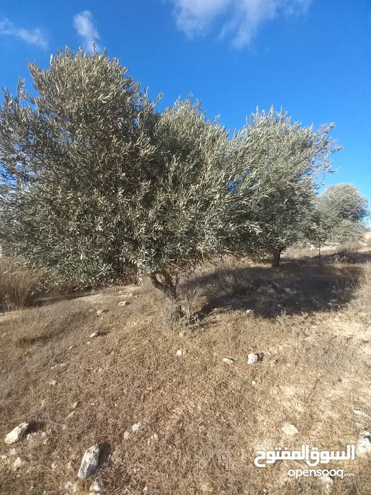 أرض مساحة 660 متر مطلة وعالية للبناء في ابو شخيدم