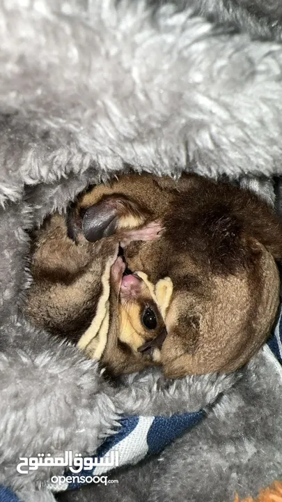 Sugar glider male and female playful and peacful