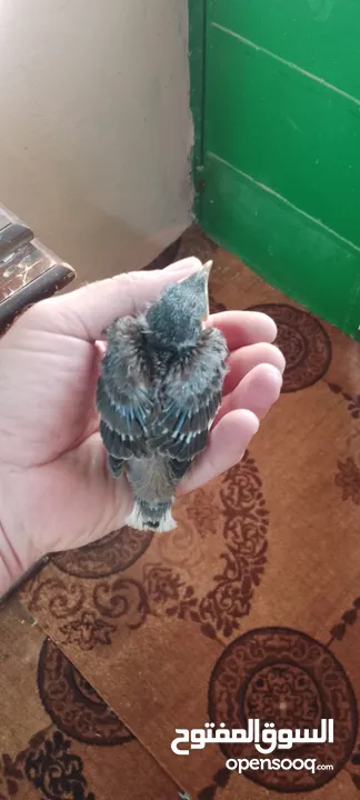 طيور بريه للزق اليدوي مينا شحرور