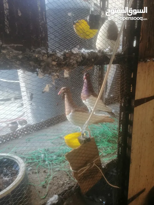 جوزين يهودي جوز اصفر وجوز احمر على صفره