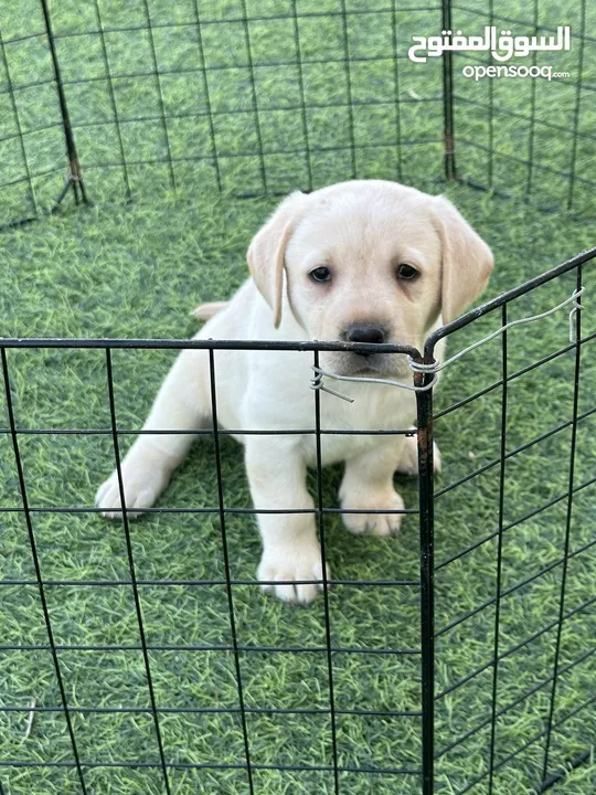 Labrador puppy