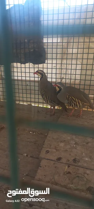 حجل للبيع ذكور عدد2 واحد ابيض  واجد بلدي
