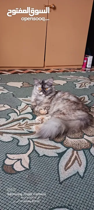 قطه شيرازي مونفيس اصل