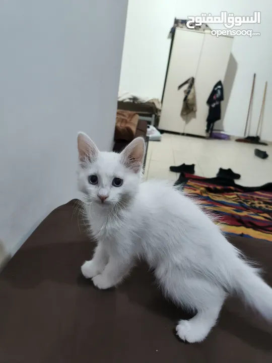 قط انثا حلوه لعوبه مكس غوره وشرازي   انثا عمرها 3شهور