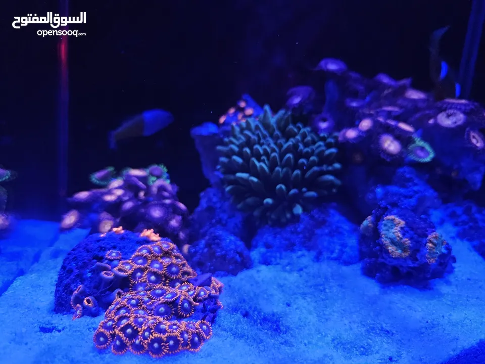 سمك ومرجان بحري مع حوض كامل صغير