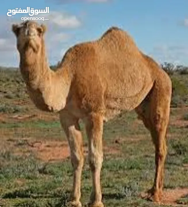 لحام متنقل