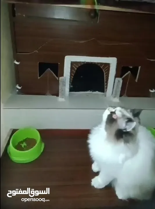 بسم الله ما شاء الله انثى راغدول مميزه ونضيفه حامل