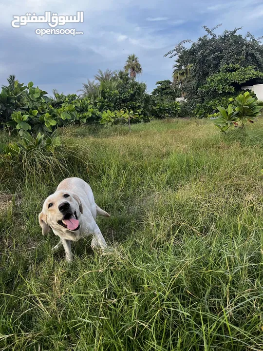 للبيع جرو لابلدور عمر 6 اشهر مطعم