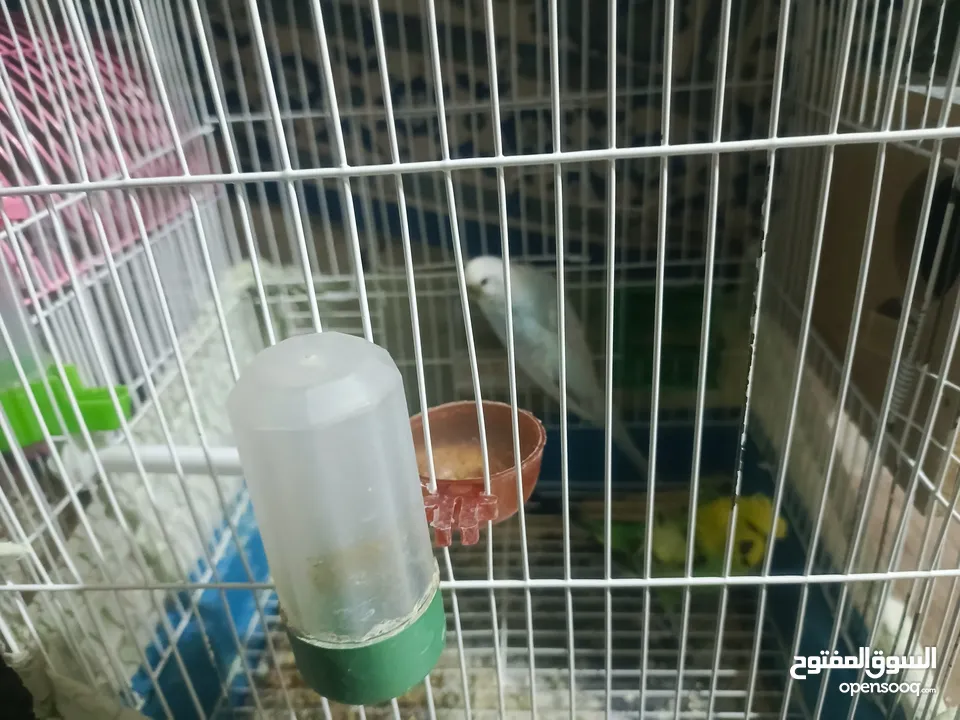 طيور حب للبدل او بيع