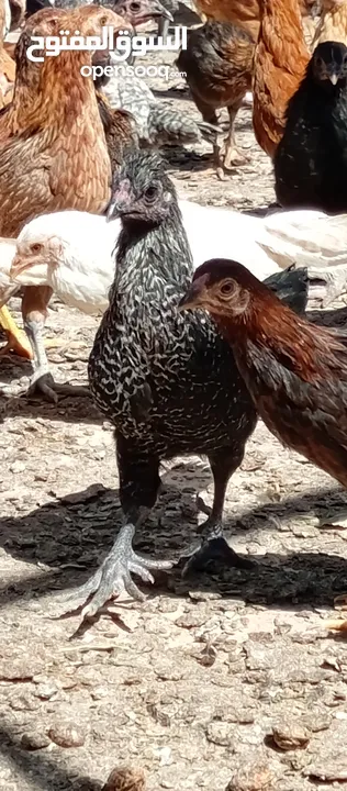 صوص بلدي للبيع