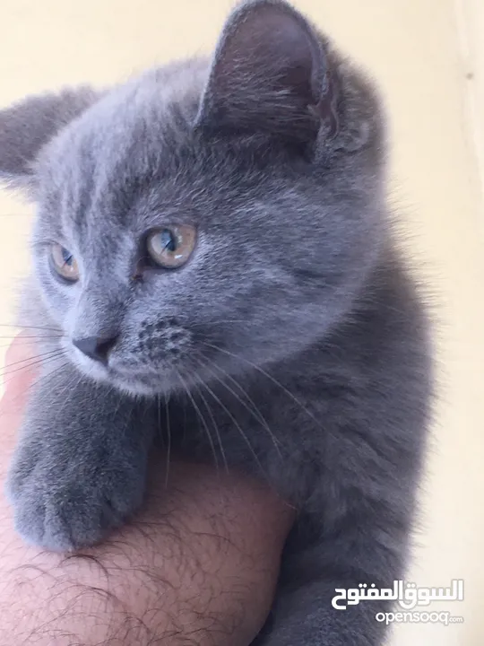 Scottish fold and Scottish streat