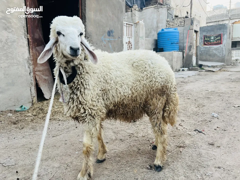 طلي فحل ورجين كريشي