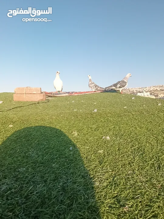 حمام بيع مستعجل للبيع