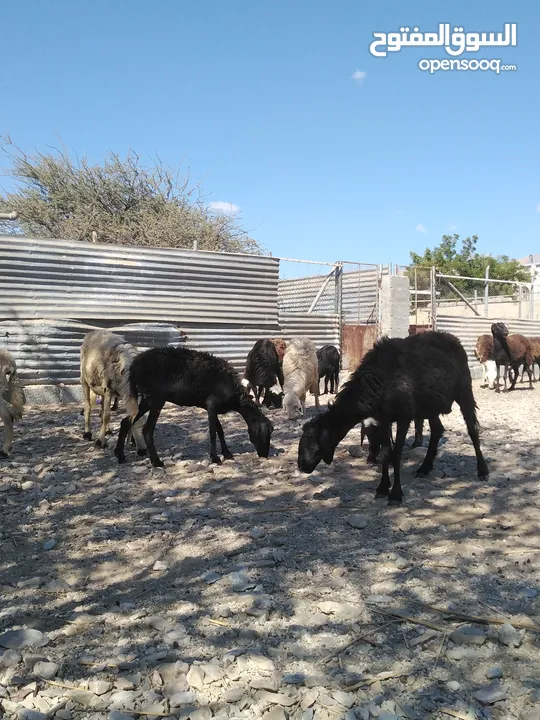 جعد تهجين عماني نجدي للبيع