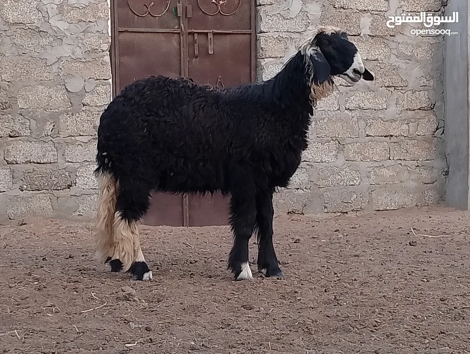 كبش نجدي ما شاء الله مخصاي اموره طيبه