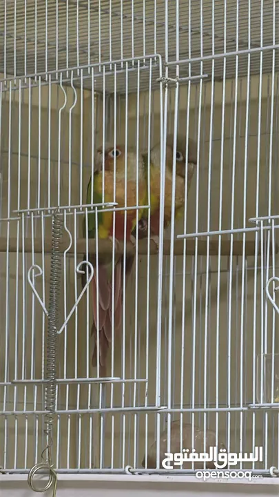 breeding conure available and baby cockatiels