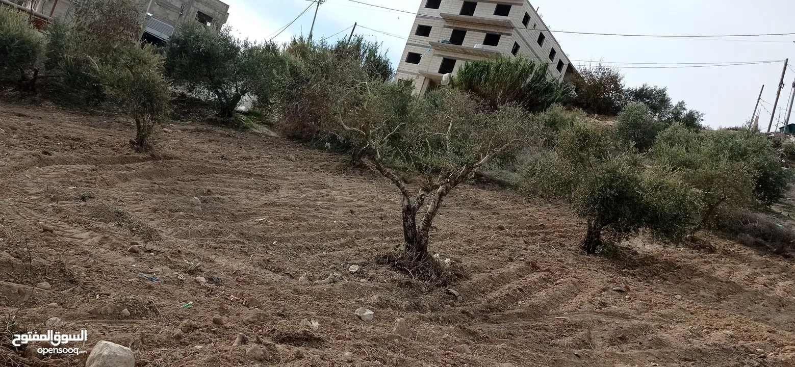 ارض صالحة للبناء